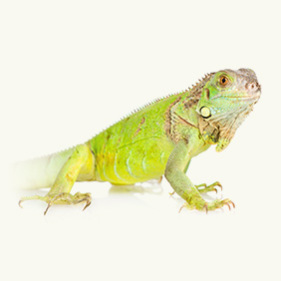 Reptile Pet Store In Winchester MA | Food, Care & Supplies