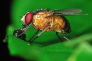 Flightless Fruit Flies For Sale Jabberwock Reptiles   Flightlessfruitfliessaleboston Srcset Large 300x200 