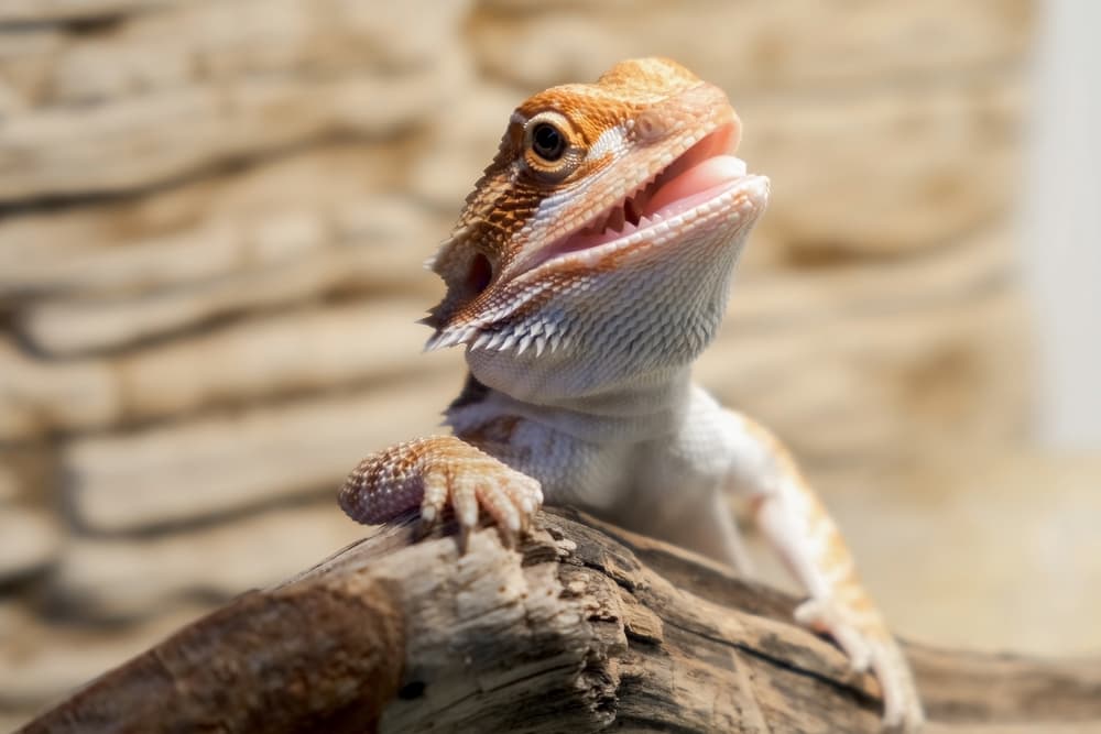 Easy to maintain store reptiles