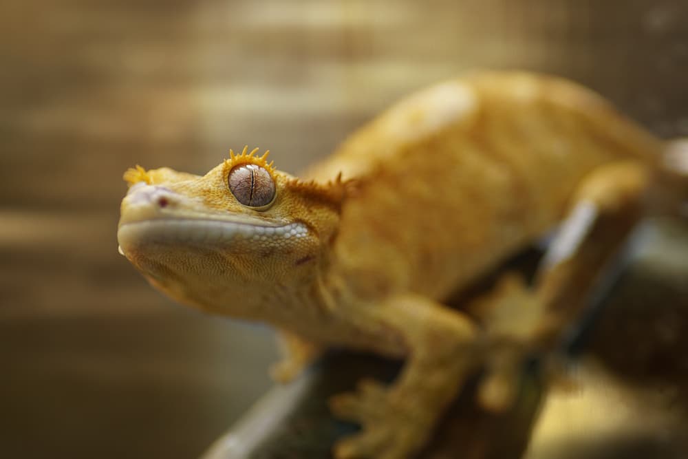 Do Crested Geckos Need a Heat Lamp? Heating Care Guide