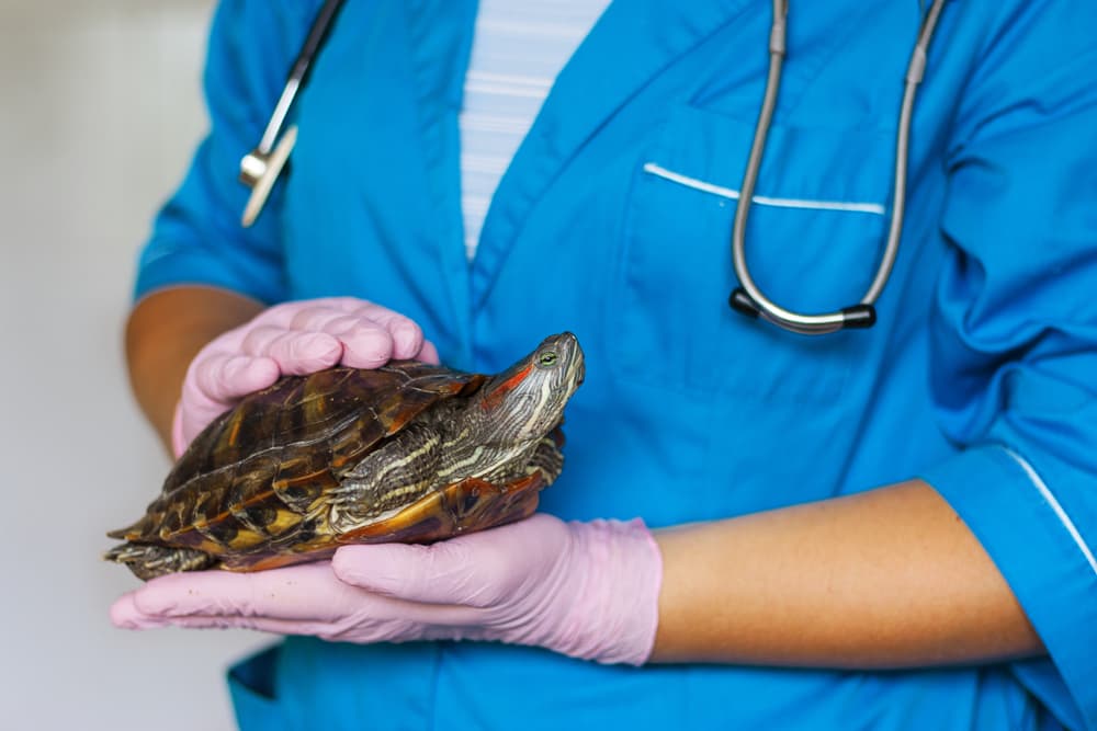 How Often Should I Take My Red-Eared Slider Turtle to the Veterinarian for Check-Ups And Vaccinations?  