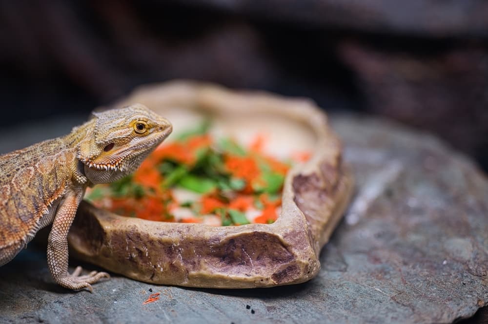 Bearded Dragon for Sale in Eastern MA Jabberwock Reptiles