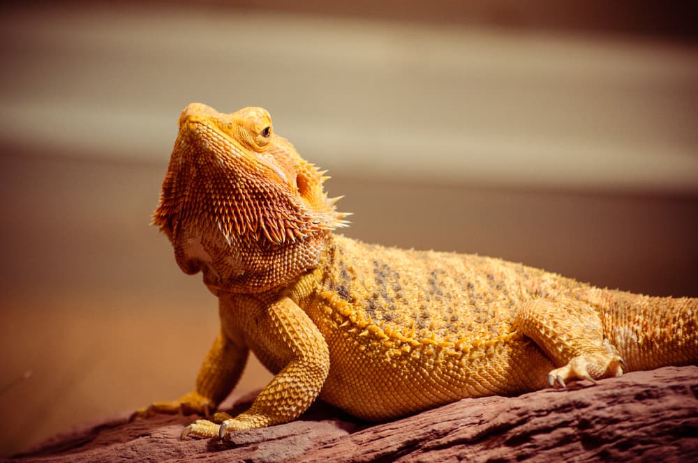 Bearded Dragon for Sale in Eastern MA | Jabberwock Reptiles