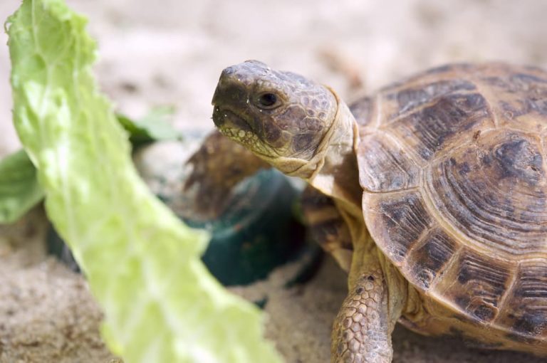 Proper Russian Tortoise Diet to Follow | Jabberwock Reptiles