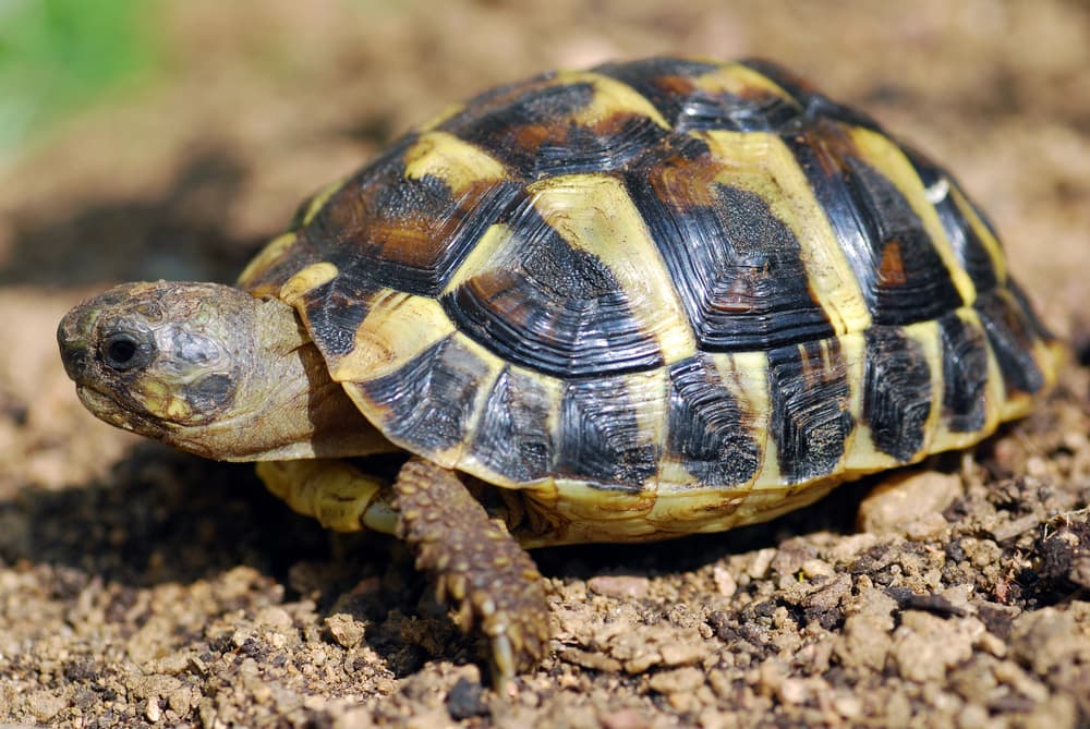 Turtles & Tortoises for Sale in Eastern MA | Jabberwock Reptiles