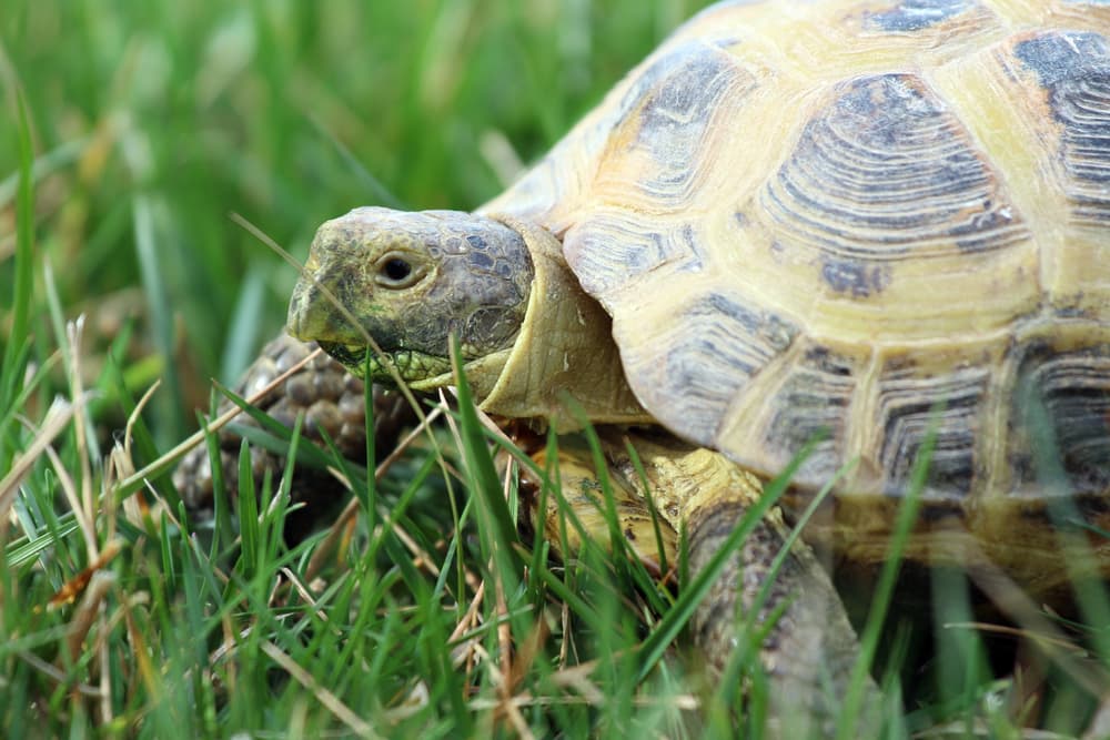 Turtles & Tortoises for Sale in Eastern MA | Jabberwock Reptiles