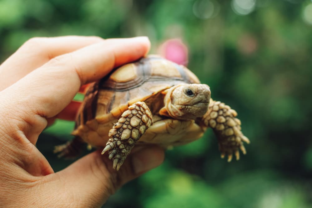 Turtles & Tortoises for Sale in Eastern MA | Jabberwock Reptiles