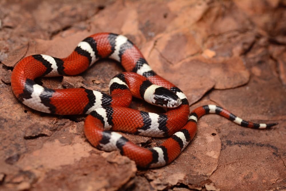 Snakes for Sale in Eastern Massachusetts | Jabberwock Reptiles