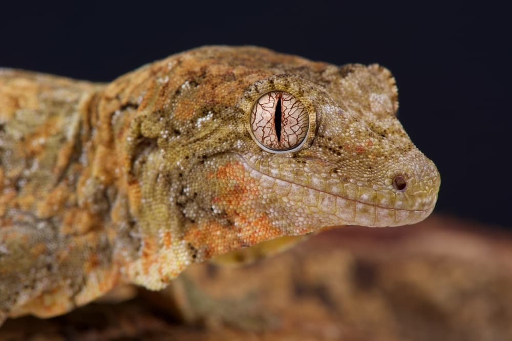 Geckos for Sale in Eastern Massachusetts | Jabberwock Reptiles