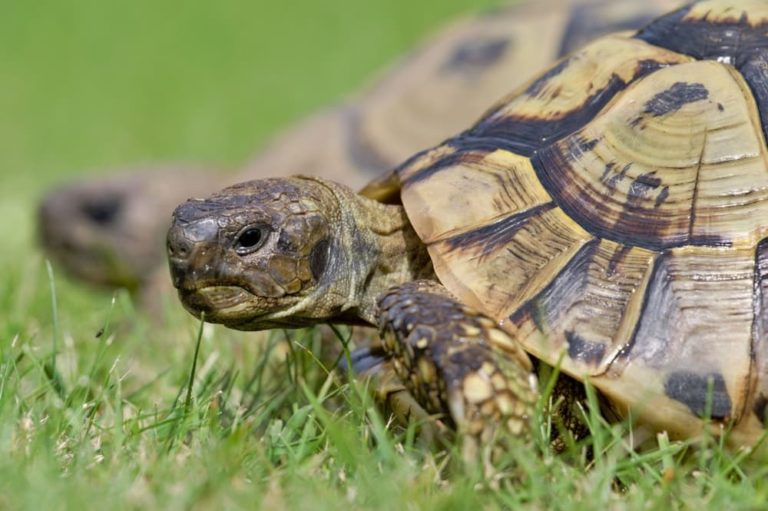 Hermann’s Tortoise Guide | Jabberwock Reptiles