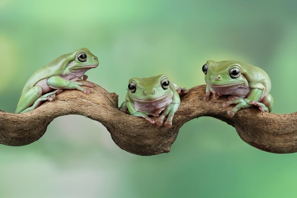 Tree Frogs for Sale | Jabberwock Reptiles